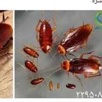 سم پاشی کامل کشنده سوسک آمریکای ساس وکنه|خدمات نظافت|آبادان, |دیوار