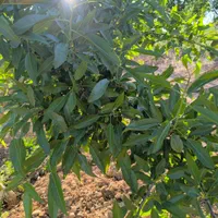 زمین کشاورزی دارای درختان میوه|فروش زمین و ملک کلنگی|اصفهان, آزادگان|دیوار