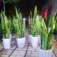 سانسوریا ابلغ گل و گیاه طبیعی مناسب جهیزیه|گل و گیاه طبیعی|مشهد, یاس|دیوار