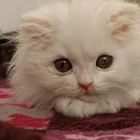 گربه های خواستنی|گربه|سمنان, |دیوار