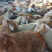 شاهین ویلا گوسفند باغستان گوهردشت گلشهرکل کرج زنده|حیوانات مزرعه|کرج, شاهینویلا|دیوار