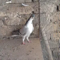 دمگیر|پرنده|اصفهان, پوریای ولی|دیوار