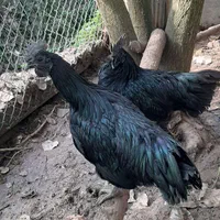 جوجه و تخم مرغ ایام سمانی و لاکندزی ضد سرطان|حیوانات مزرعه|شاهین‌شهر, مخابرات (شهید بهشتی)|دیوار