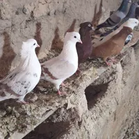 کبوتر عالی رنگی|پرنده|بروجرد, |دیوار