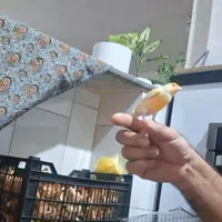 قناری گمشده