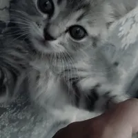 گربه نژاد دار