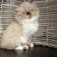 مجموعه گربه های نایس و دلربا|گربه|اصفهان, احمدآباد|دیوار