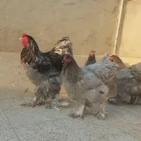 مرغ برهما بلک متلد ،جوجه برهما بلو،تخم نطفه دار|حیوانات مزرعه|تهران, زمزم|دیوار
