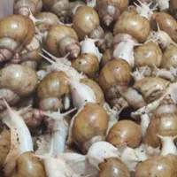 حلزون پرورشی آچاتینا مناسب برای حلزون تراپی