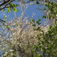 آپارتمان ۱۹۰مترشمشک میگون/روما|اجارهٔ آپارتمان|شمشک, |دیوار