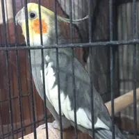 عروس هلندی بالغ سخن گو