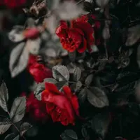تفکیک یارانه (جداسازی)