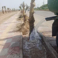 از صفر تا صد کاشت نخل خرما فروش خرید پی
