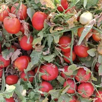 کود گاوی