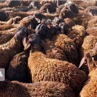 پردیس بومهن رودهن ارسال گوسفند زنده پروار باقصاب|حیوانات مزرعه|پردیس, |دیوار