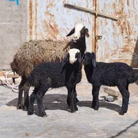 مجـموعه شال ژَن ارسال  گوسفند suoee بره های چندقل|حراج|فردوس (خراسان), |دیوار