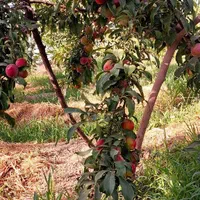 خرید و فروش زمینهای کشاورزی،باغی،دامداری،صنعتی|فروش دفتر صنعتی، کشاورزی، تجاری|پیشوا, |دیوار