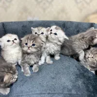 بچه گربه اپارتمانی و ملوس