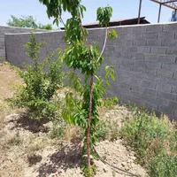 زمین چهار دیواری 300 متری|فروش زمین و ملک کلنگی|تهران, تهرانپارس غربی|دیوار