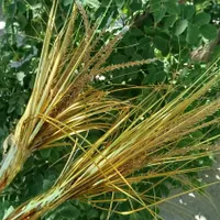 تعدادی لوازم خانگی|گل مصنوعی|بجنورد, |دیوار