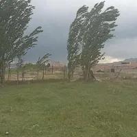 درخت