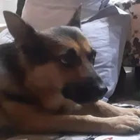 سگ ژرمن گمشده