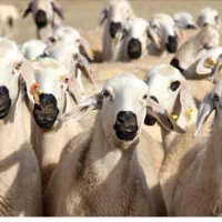 گوسفند زنده قربانی بره