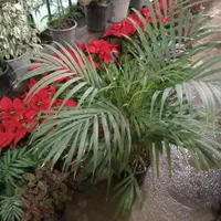 نهال درخت گل وگیاه میوه باربده بشکه ای چنار گلدانی|خدمات باغبانی و درختکاری|تهران, باغ خزانه|دیوار