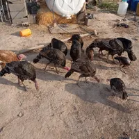 بوقلمون برنز6.5ماهه|حیوانات مزرعه|جوادآباد, |دیوار