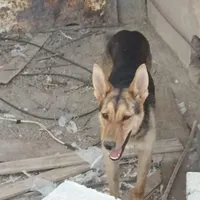 سگ باهوش برای نگهبانی