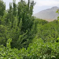 اجاره سوییت بدون پله دربست حیاط دار|اجارهٔ کوتاه‌مدت آپارتمان و سوئیت|خوانسار, |دیوار