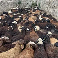 همه وزن همه نژاد گوسفند زنده ارگانیک پلاک دامپزشکی|حیوانات مزرعه|کرج, عظیمیه|دیوار