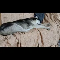 سگ هاسکی گمشده اطراف یاسوج از یابنده ..|سگ|یاسوج, |دیوار