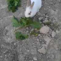 خرگوش