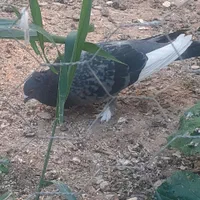 کفتر نر مست کاکلی|پرنده|اصفهان, اشکاوند|دیوار