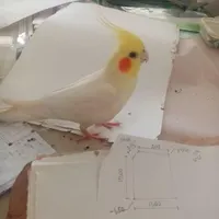عروس هلندی گمشده۲۸ مهر ۱۴۰۳