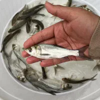 کپور طلایی آمور لهستانی مناسب استخر کشاورزی|ماهی|مشهد, امام رضا (ع)|دیوار