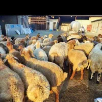 گوسفند زنده ۲۴س از ۲۵کیلو به بالا زنده|حیوانات مزرعه|کرج, باغستان|دیوار