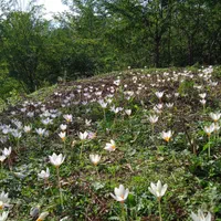سوئیت سنتی تمیز جاده ییلاق اولسبلنگاه|اجارهٔ کوتاهمدت آپارتمان و سوئیت|ماسال, |دیوار