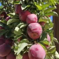 موسس تخصصی باغ و باغچه نمونه کشوری|خدمات باغبانی و درختکاری|قم, میرزائیه|دیوار