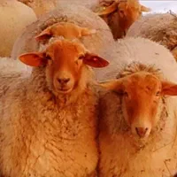 دام تهران خریدبدونه واسطه گوسفند سالم زنده 24ساعت|حیوانات مزرعه|تهران, آذربایجان|دیوار