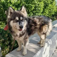 سگ گمشده در اوایل زازران و خرما اباد