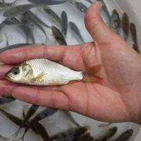 بچه ماهی کپور|ماهی|تهران, امیریه|دیوار