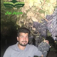 نهال موندراپ ( sabzevarnahal)|گل و گیاه طبیعی|سبزوار, کهنه آب|دیوار