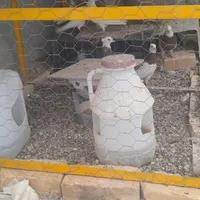کبوتر طوقی|پرنده|اصفهان, شهرک صنعتی امیرکبیر|دیوار