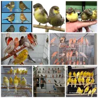 بورس انواع قناری های رسمی بلند رسمی معمولی پرستار