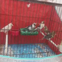 قناری|پرنده|برازجان, |دیوار