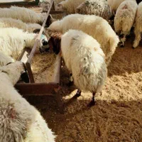 گوسفند زنده شبانه روزی با قصاب