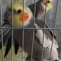 گمشده دوعدد عروس هلندی(کوکو، چیکو)