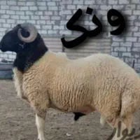 25کیلوالی90کیلوزنده گوسفند نظارت سازمان دامپزشکی